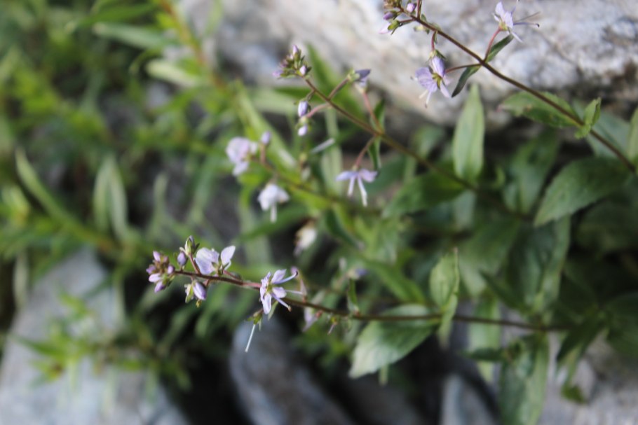 Вероника длиннолистная (Veronica longifolia)
