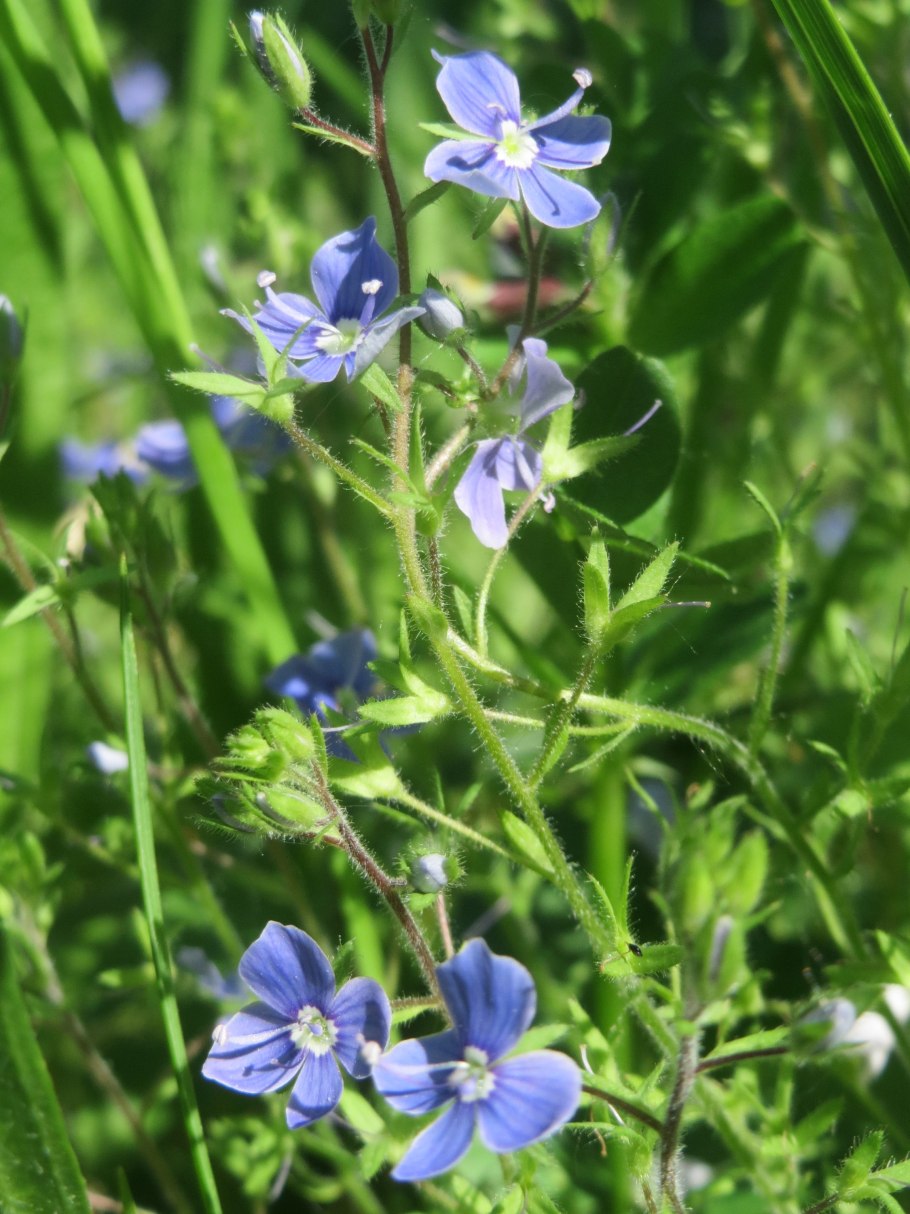 Вероника оффициналис