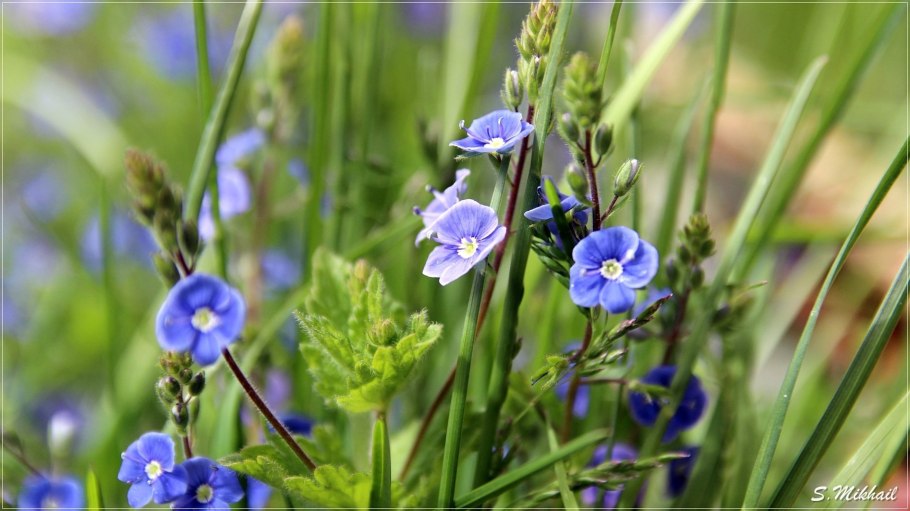 Вероника оффициналис