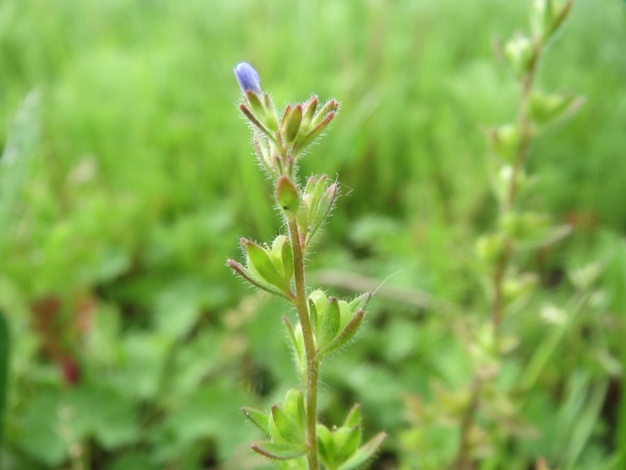 Декоративные растения и кустарники.Veronika Stepanova 00