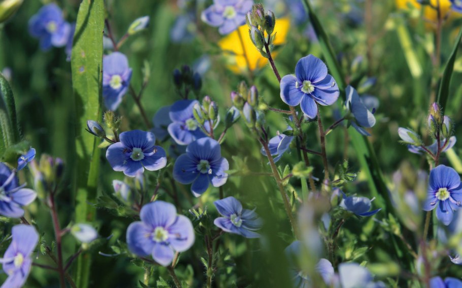 Veronica serpyllifolia