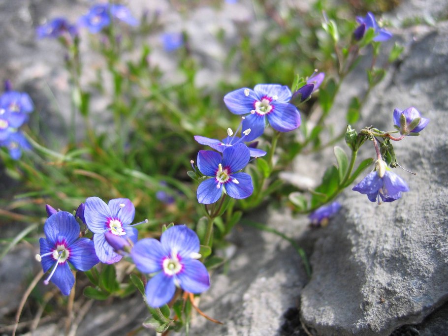 American Speedwell