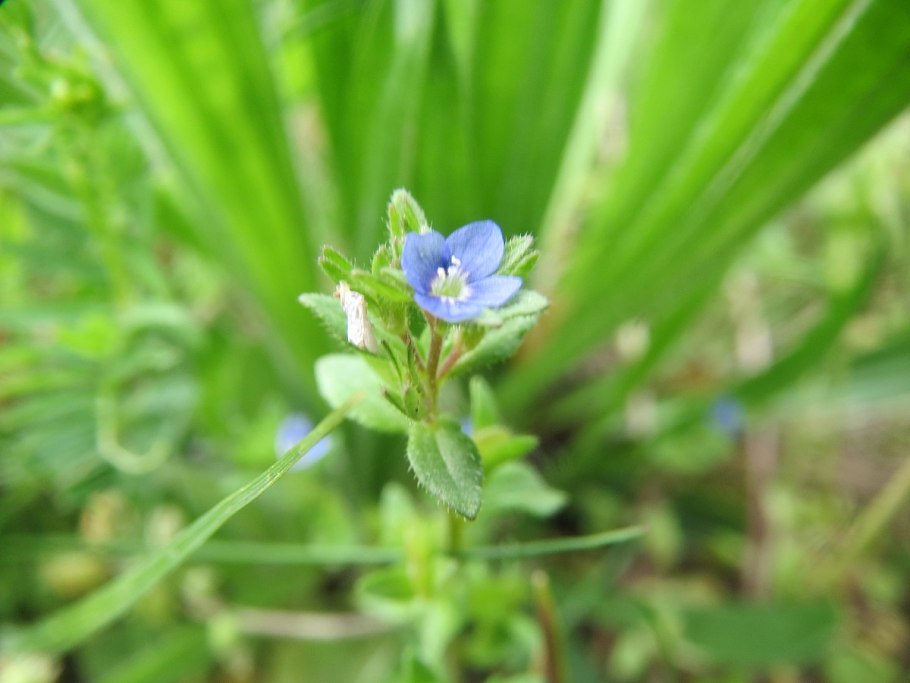 Veronica gentianoides