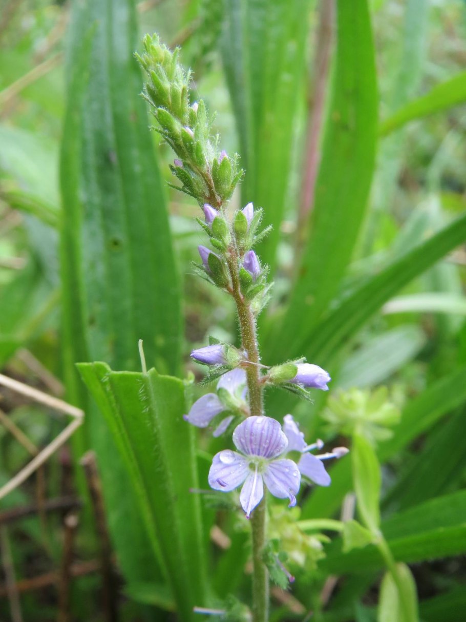 Veronica Triphyllos