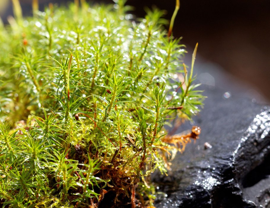 Буксбаумия безлистная мох