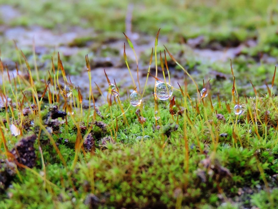 Буксбаумия зеленая