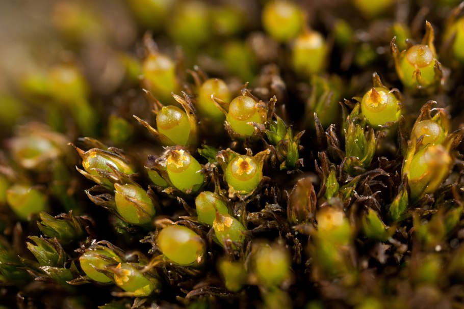 Буксбаумия зеленая