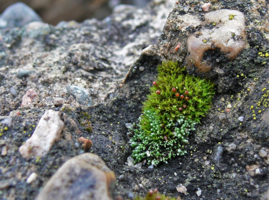 Мох серебристый Луговой