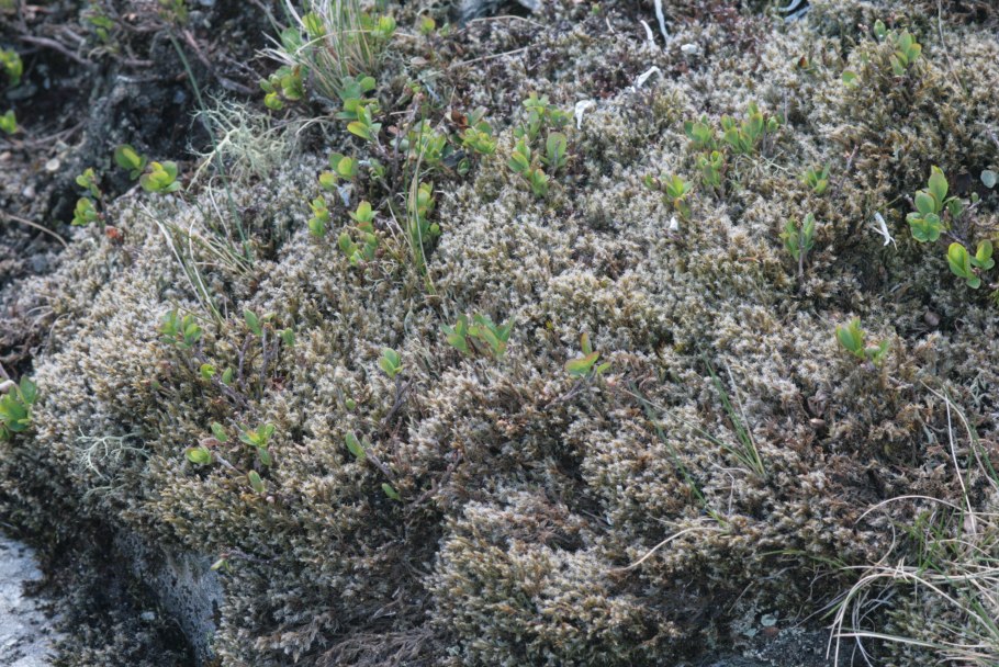 Racomitrium lanuginosum