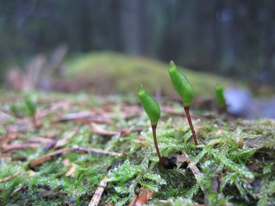 Racomitrium lanuginosum