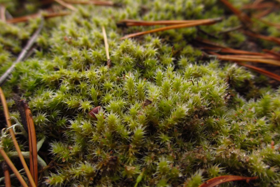 Бриевые или Бриопсиды мхи