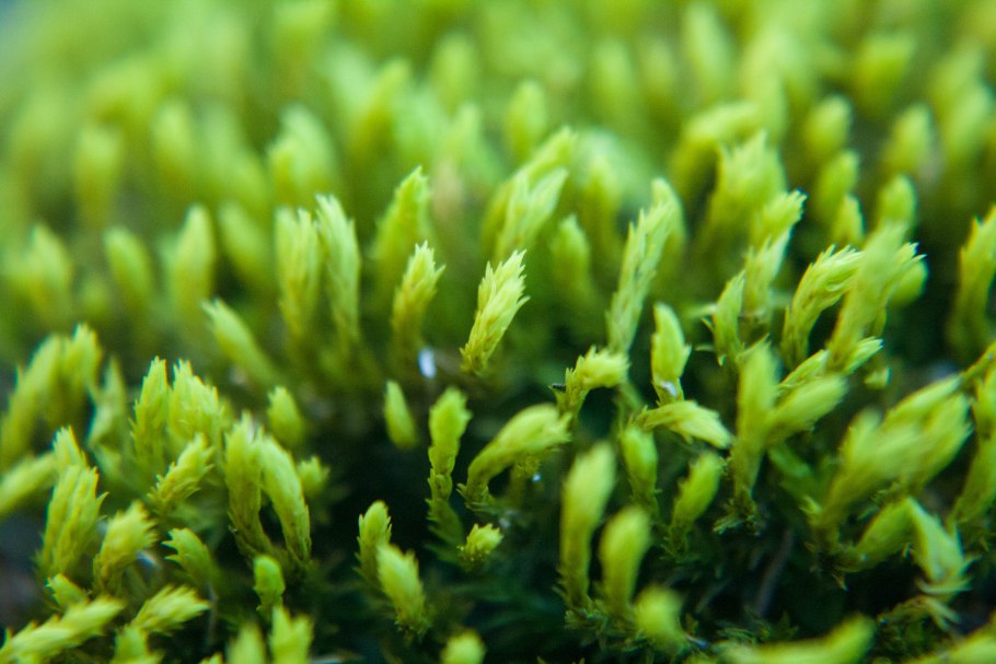 Schistidium apocarpum