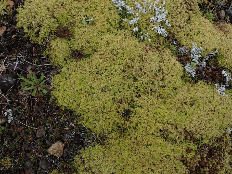 Racomitrium canescens