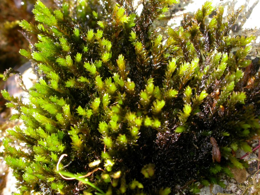 Буксбаумия безлистная