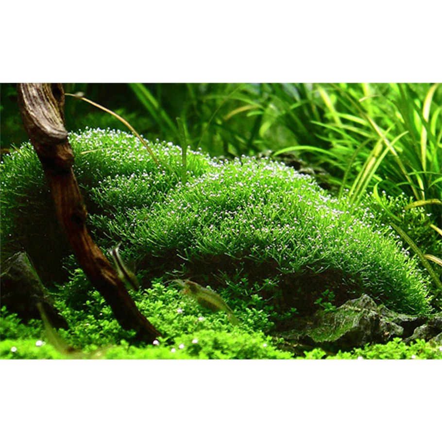 Горы Тянь Шаня ледники Кыргызстан