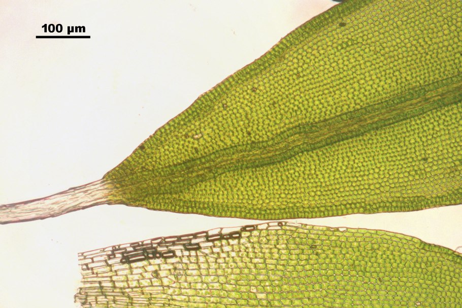 Буксбаумия безлистная