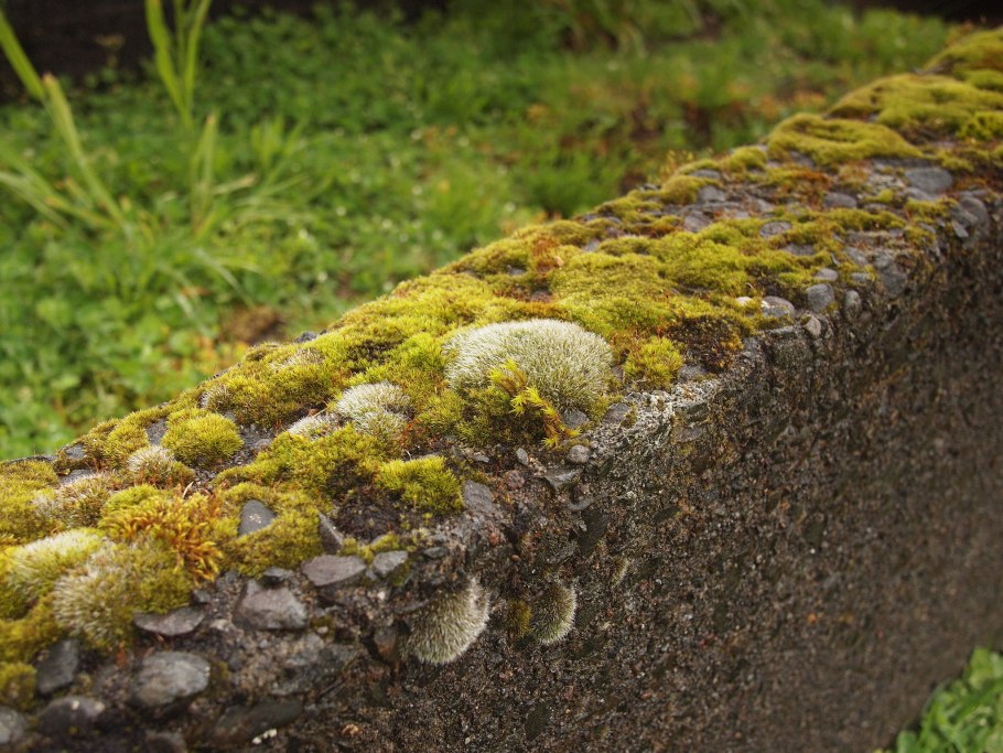 Еунице виридис