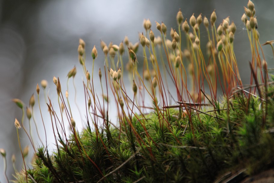 Буксбаумия зеленая