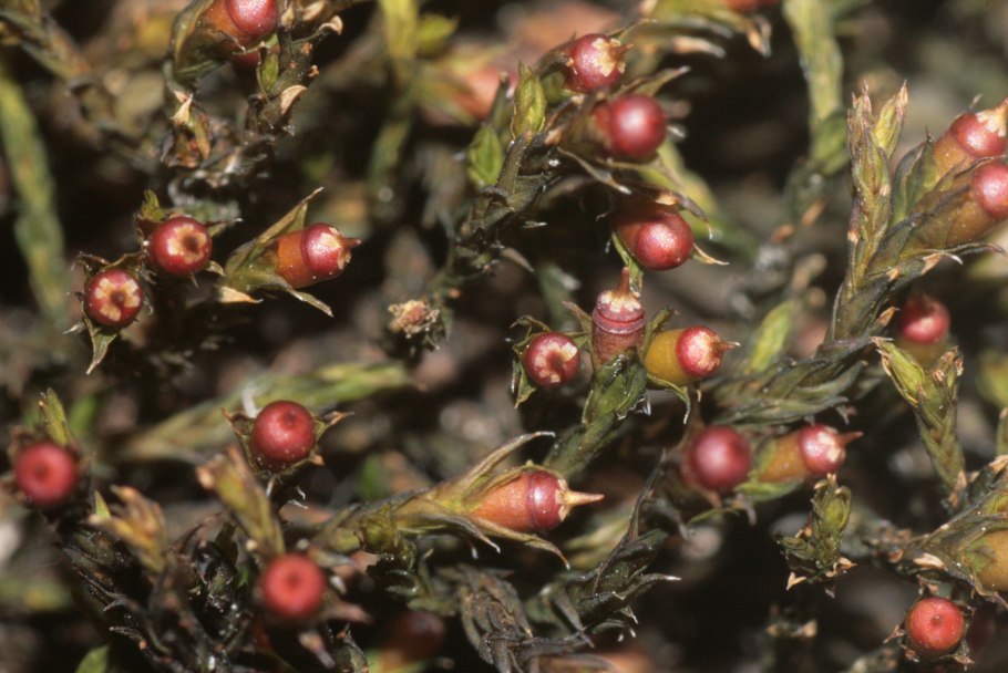 Эми Андерсон гиф