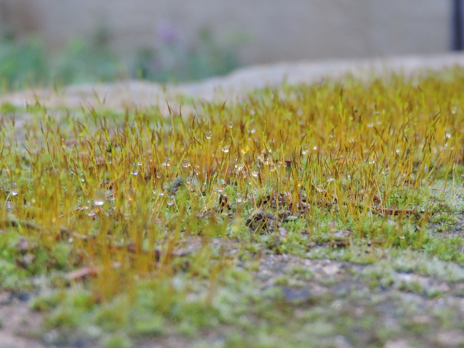 Мох Исландия макрофотография