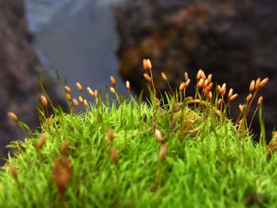 Brachythecium rutabulum