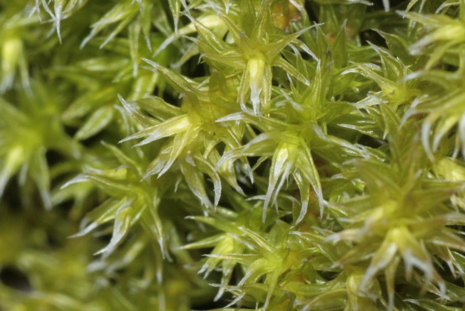 Brachythecium salebrosum