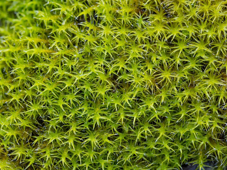 Rhacomitrium canescens