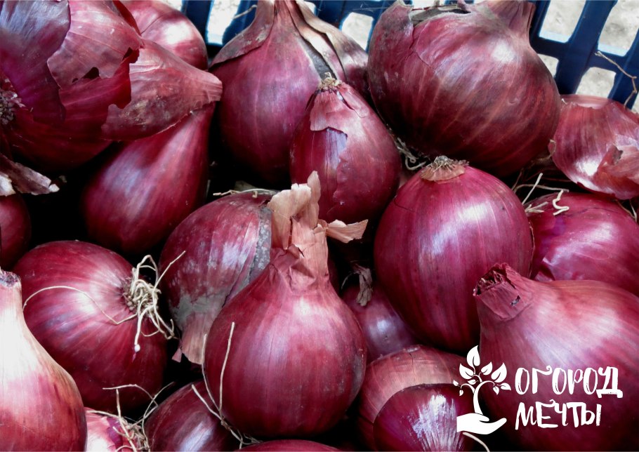 Лук синий сорта