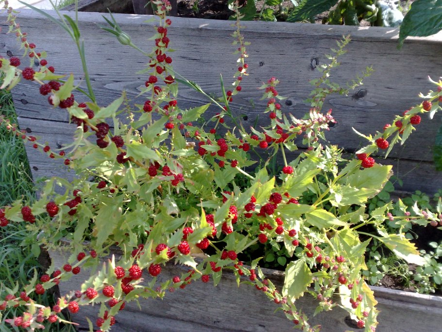 Марь (Chenopodium)