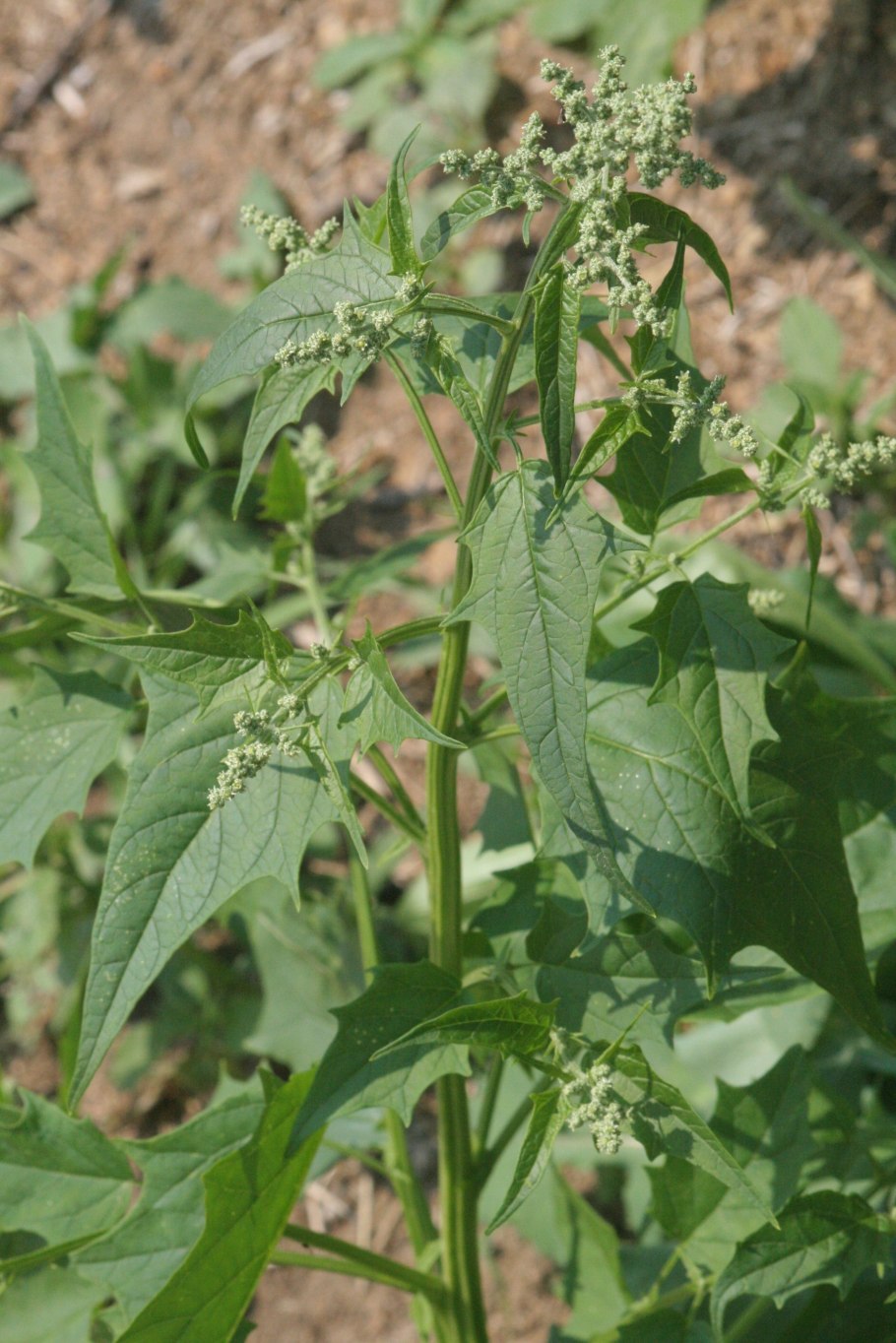 Лебеда (Марь обыкновенная, Марь белая)