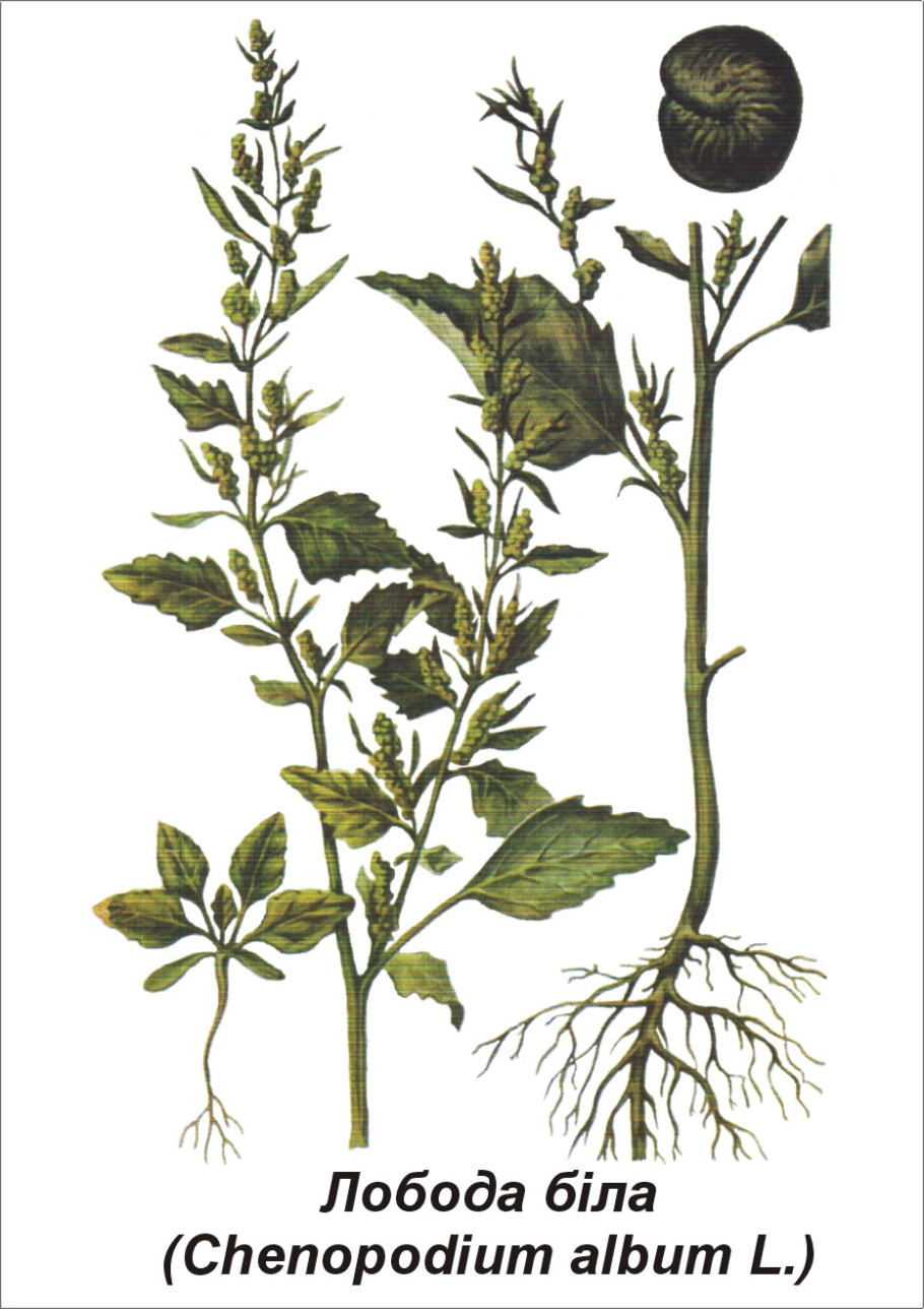 Chenopodium Acerifolium