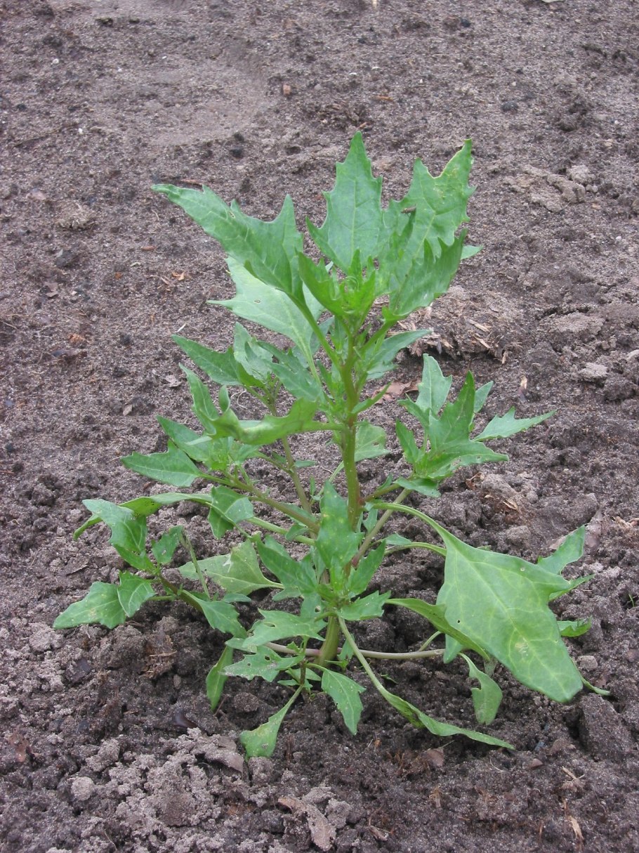 Chenopodium гербарий
