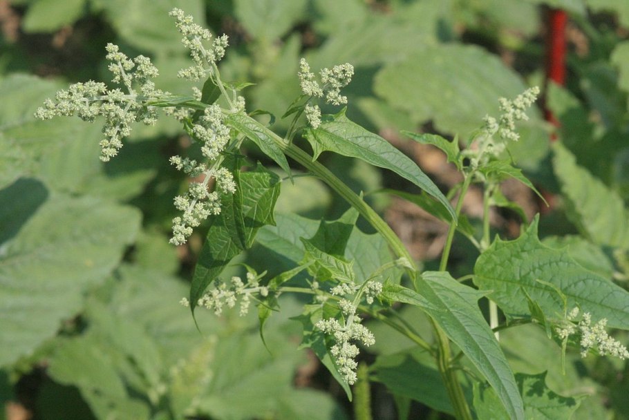 Chenopodium hybridum