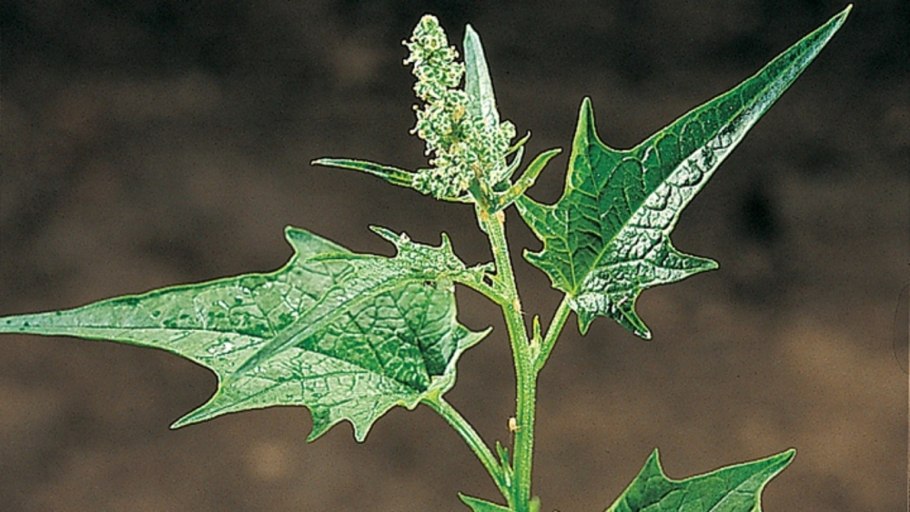 Марь (Chenopodium)