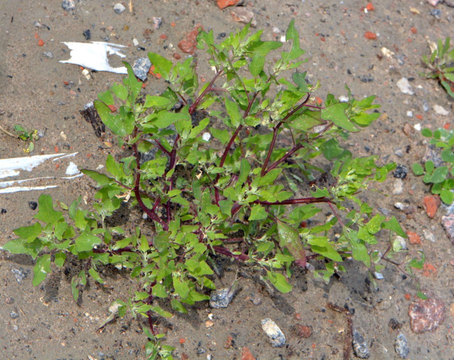 Chenopodium amaranticolor
