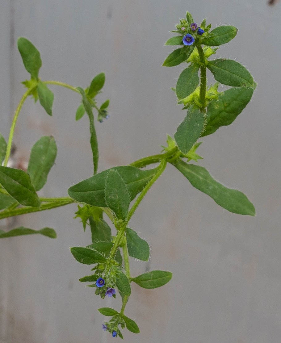 Белокопытник Сибирский