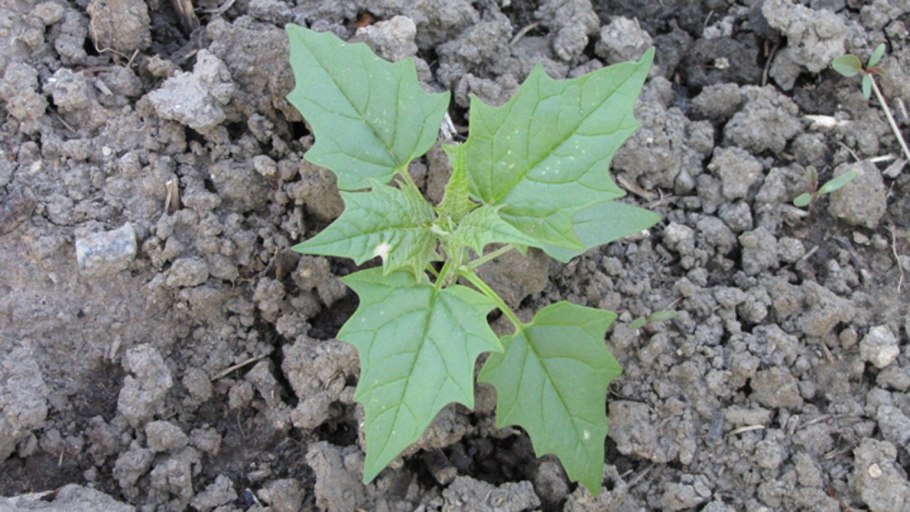 Сорняк брицца