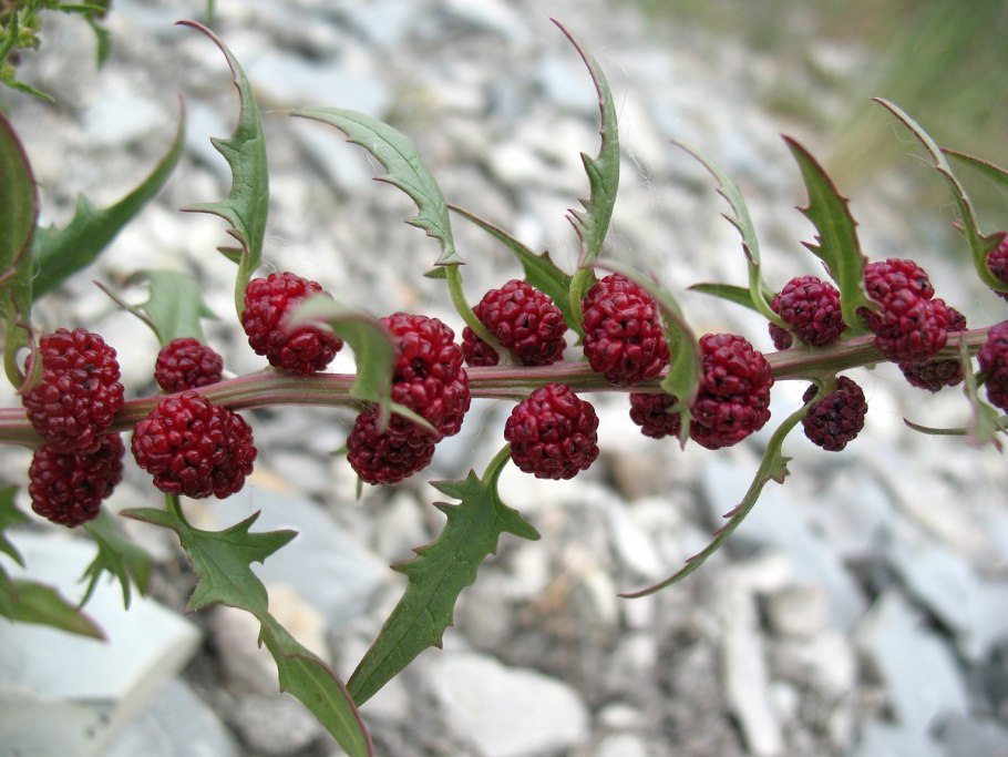 Трава Марь амброзиевидная