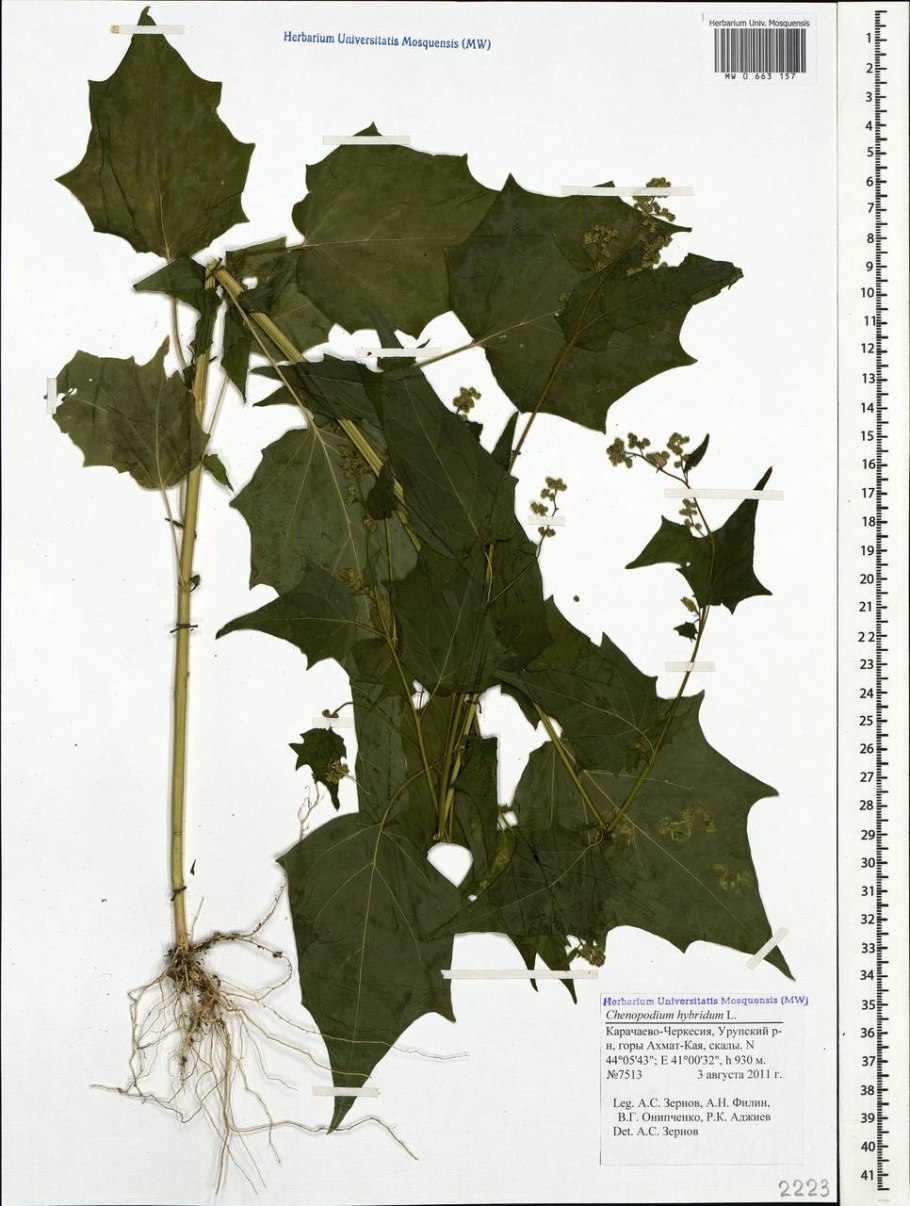 Дурман обыкновенный гербарий