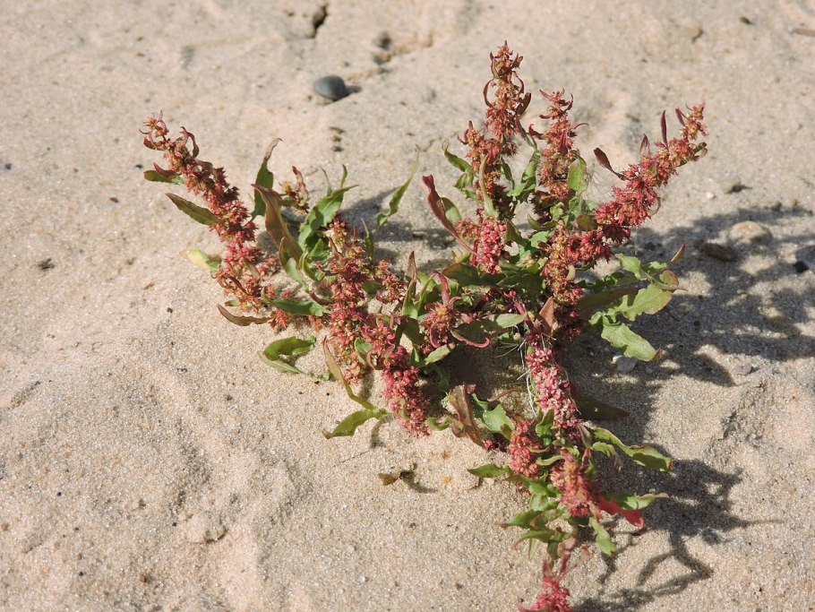 Трава Марь цельнолистная