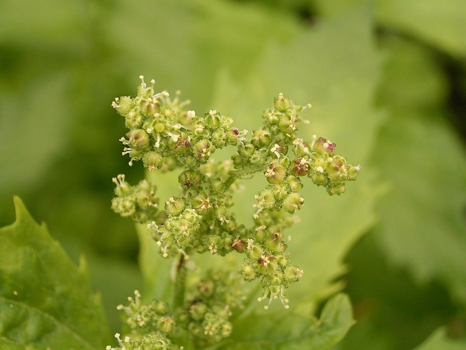 Марь амброзиевидная