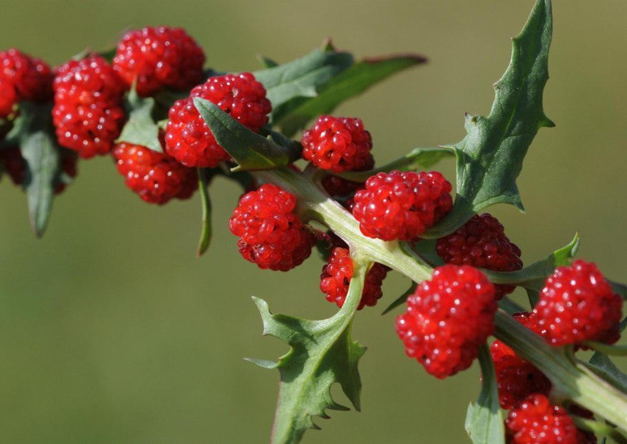 Марь Chenopodium l.