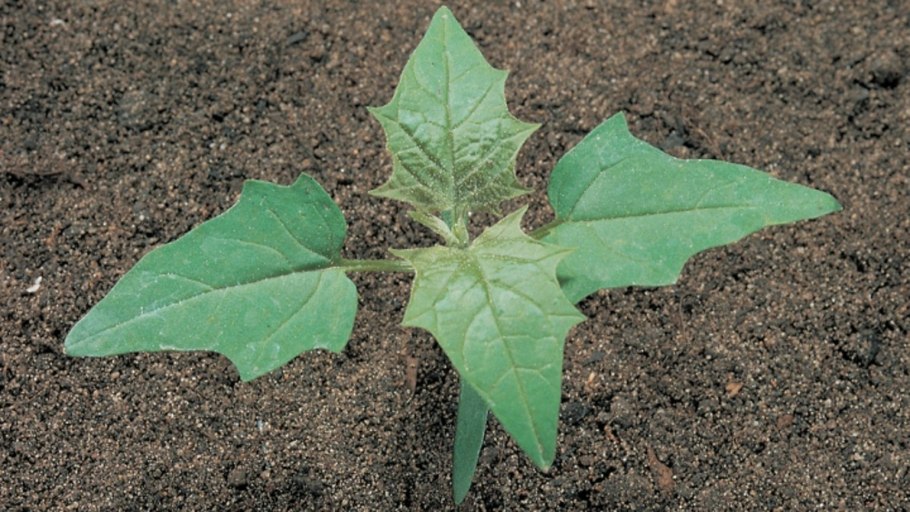 Рудеральная растительность