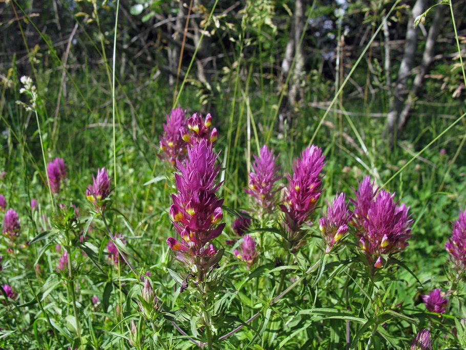 Марьянник полевой