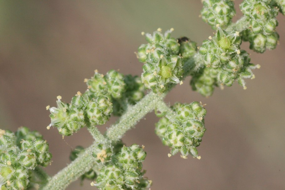 Лебеда мелкоцветковая