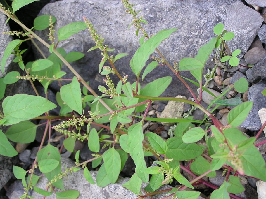 Асперуга (Острица) простертая – Asperugo procumbens