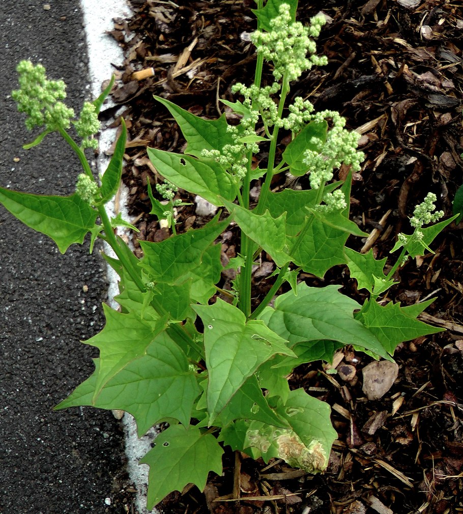 Chenopodium hybridum