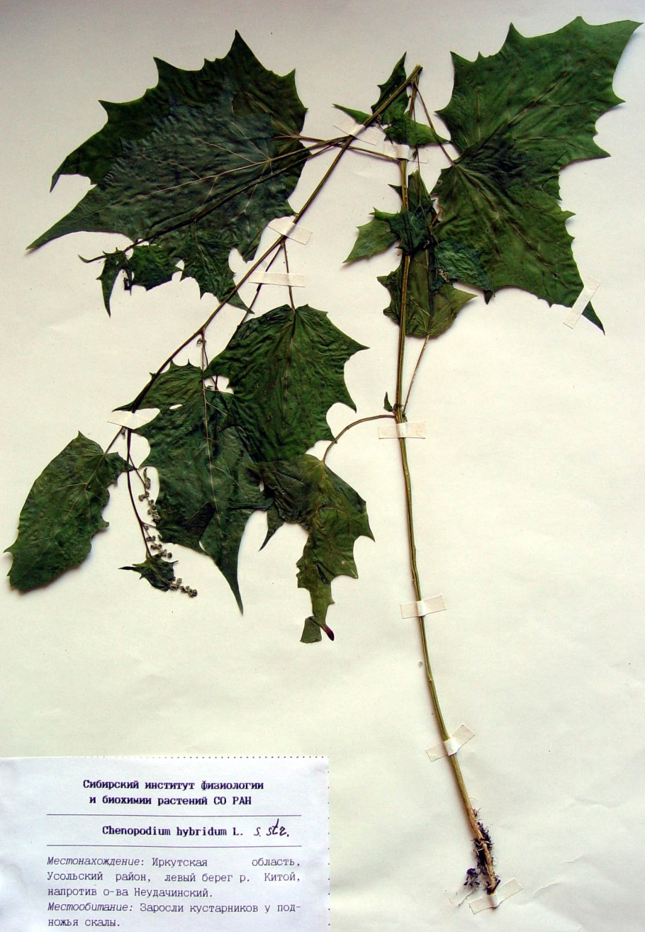 Chenopodium hybridum гербарий