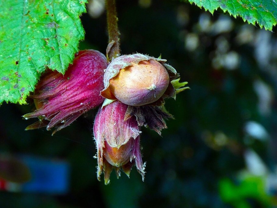 Corylus heterophylla