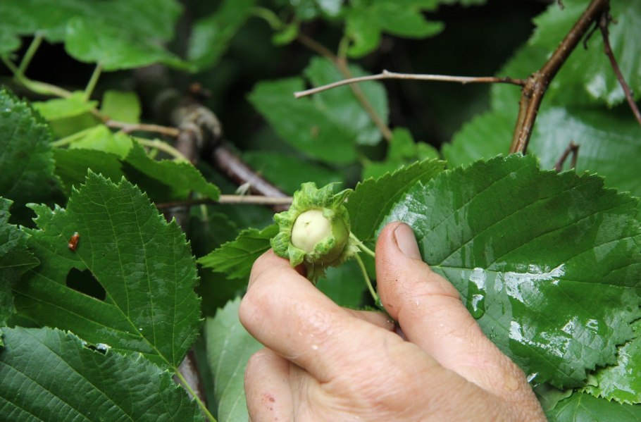 Corylus heterophylla (орешник разнолистный, лещина разнолистная)
